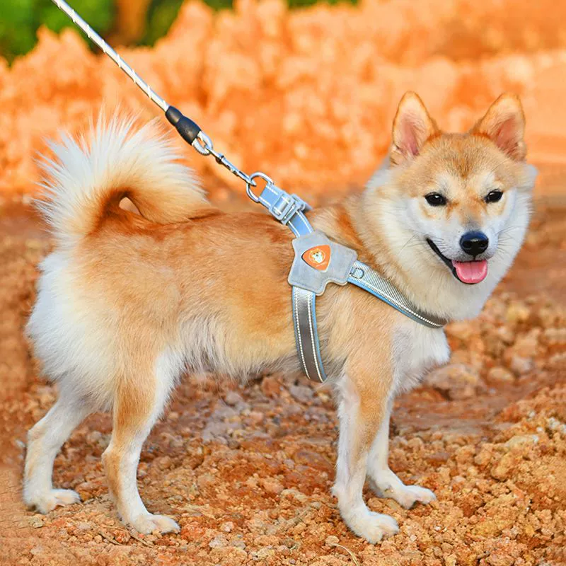 Поводок для собак с гравировкой Shiba Inu, жилет-шлейка, поводок для прогулок с домашними животными для маленьких и средних собак, ошейник для французского бульдога корги