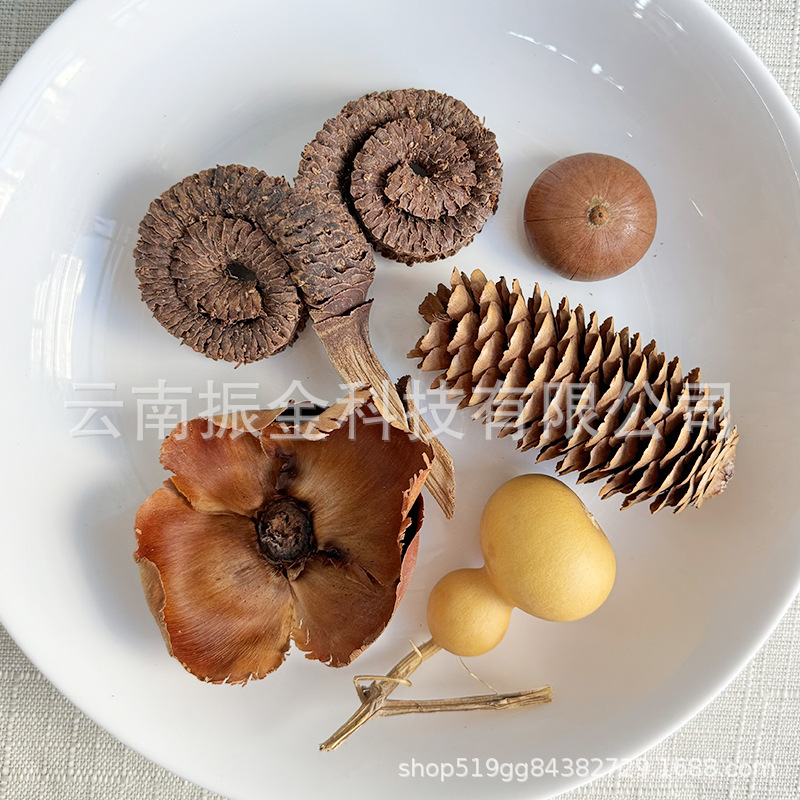 南非鱼缸造景植物果壳干花标本羊角猴梳木碗香薰材料包手作拍摄道