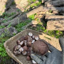 野外木头香菇椴木香菇干青川特产一件代发包邮现货批发香蕈蘑菇