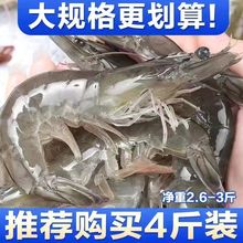 大蝦青島大海蝦鮮活冷凍白蝦對蝦新鮮海捕海鮮非基圍蝦廠家直銷
