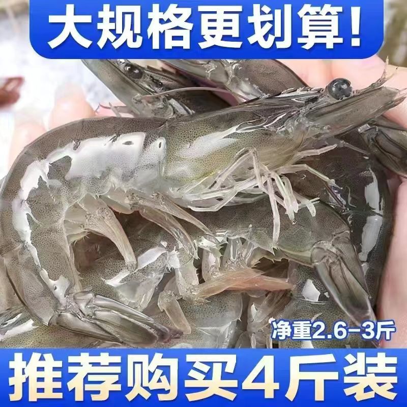 大虾青岛大海虾鲜活冷冻白虾对虾新鲜海捕海鲜非基围虾厂家直销|ms