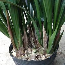 耐寒兰花苗墨兰金边企黑浓香室内四季建兰花卉绿植物原盆栽好养