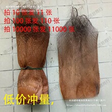 棕树皮棕衣棕毛棕榈衣棕丝棕片棕皮装饰绿萝棒椰棕棒茅屋用垒德株