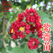 ��ޱ�� �����t����t�������Z�q���~��荵��t�����G�t��ޱС����