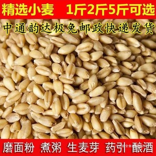 ��ƤС����1��5��2ʳ��ĥ��ș����ѿ�ǰlѿ��ݷN��ե֭ᄾ�؈��