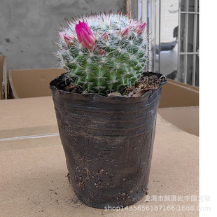Zhangzhou Succulent Plant Wholesale about 4-6cm Solid Jade Root Bare Root Gardening Cactus Flower Potted Green Plant