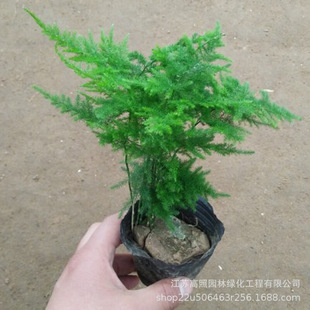 �����^�~�k���ҿ͏d�҃��������滨�ܾGֲ�����辰ֲ��