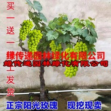 葡萄树苖阳光玫瑰葡萄树苖特大爬藤巨峰南方北方种植蓝宝石葡萄苖