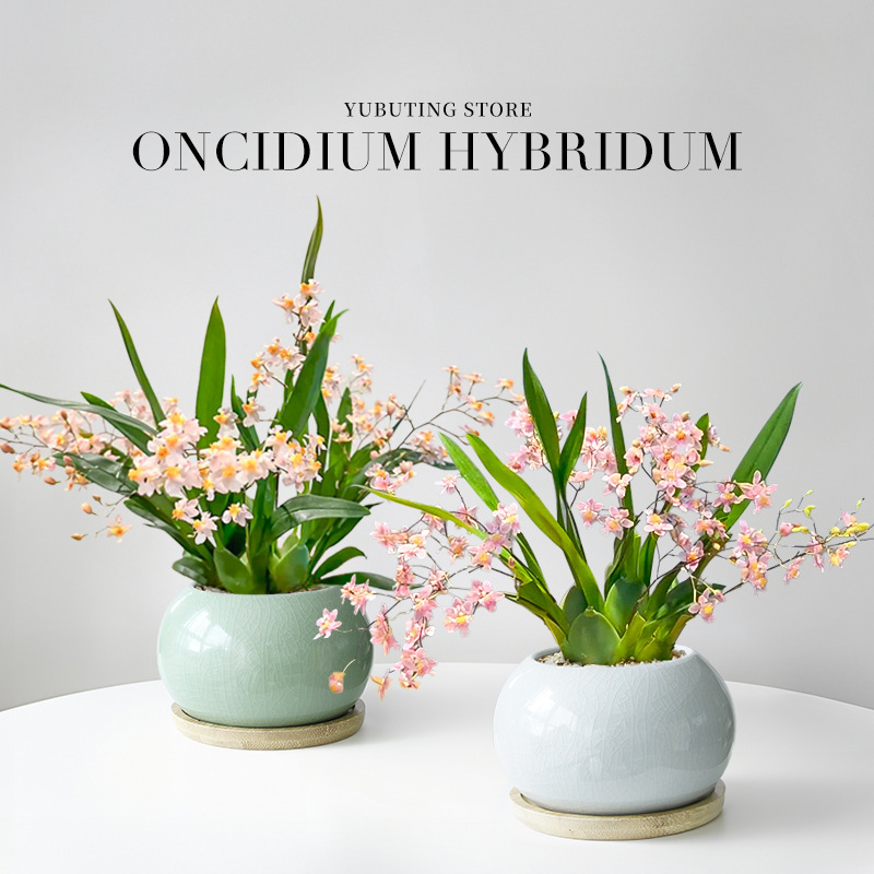 Perfume Oncidium Potted Plant with Buds Dream Fragrant Orchid Plant Office Desktop Green Plant Flower Bonsai All Year Round