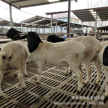 养殖场售黑头杜泊绵羊 澳洲白 白头杜泊绵羊羊羔价格