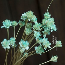 山花 进口干花永生花田园家居饰品拍照道具天然原生态真花小雏菊