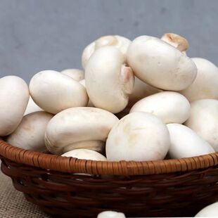 ��Ģ�����N�׼����҃������̨����Nֲ�ļ��ˈ@ɽ�غ���