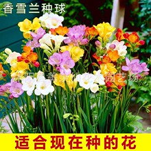��ɫ��ѩ�m�N���ذ�С�n�m�N���ļ��_�����B�҃��ͺ����Ի���ֲ��