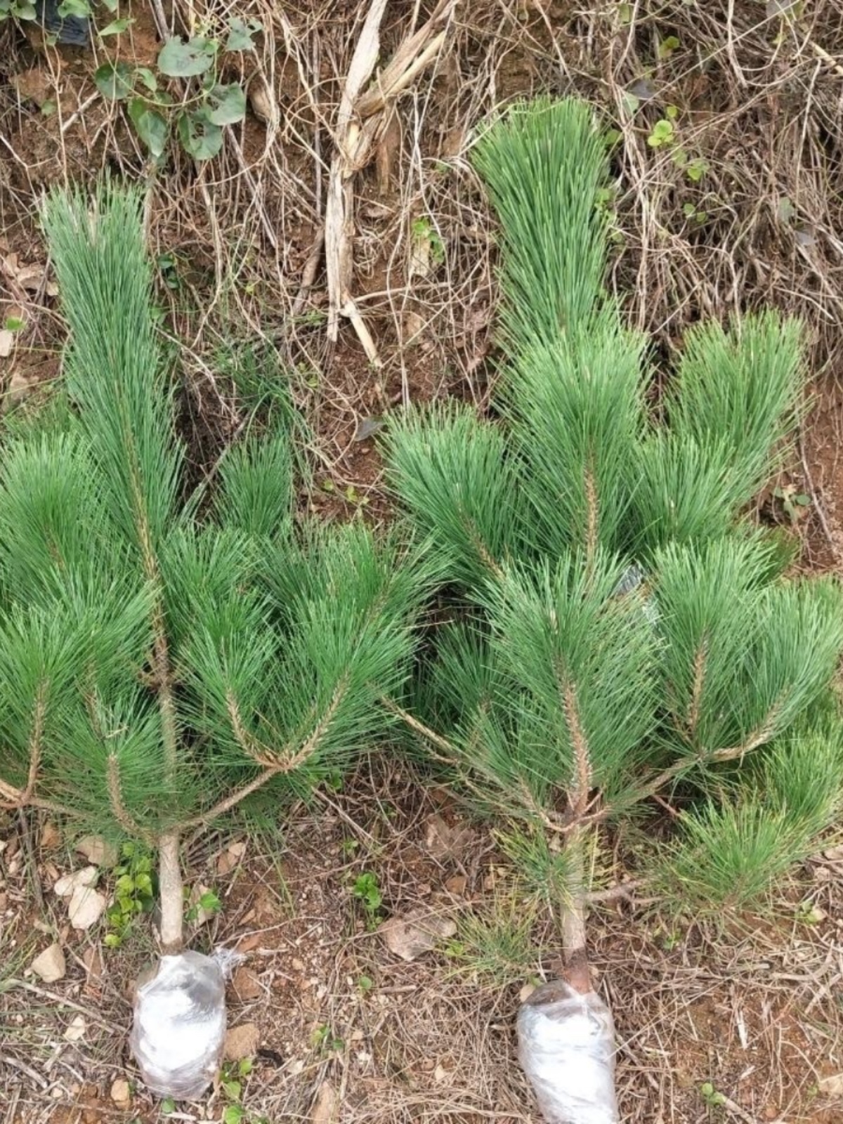 绿化苗木松树黑松小苗庭院黑松苗黑松树苗四季常青盆景植物松树苗