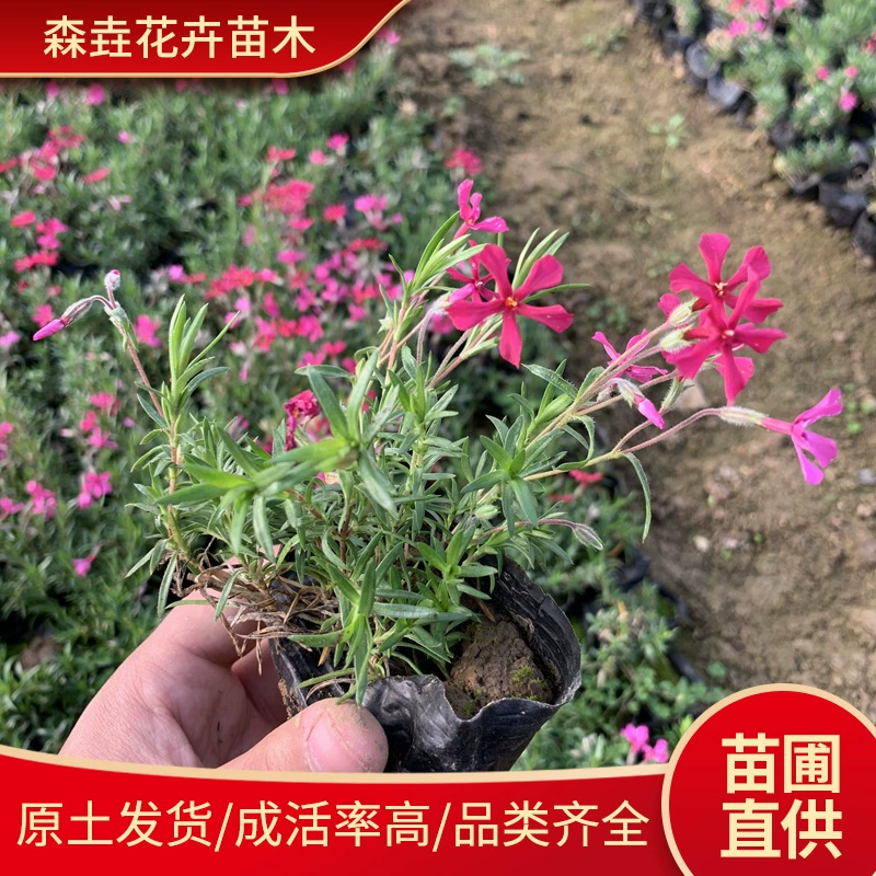 Кластерные рассады флокса в горшках. Многолетние флоксы. Зеленение ландшафта. Рассада флокса и вишни в питательных чашках.