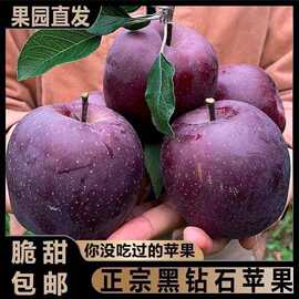 甘肃黑卡苹果黑钻苹果当季新鲜水果整箱包邮纯甜冰糖心脆面