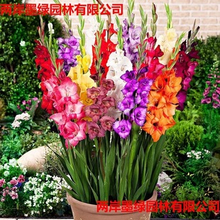 ���m�����ѻ��N�����Ի���������ͺ��ļ��׻��׷N��ѿ���ܷN���