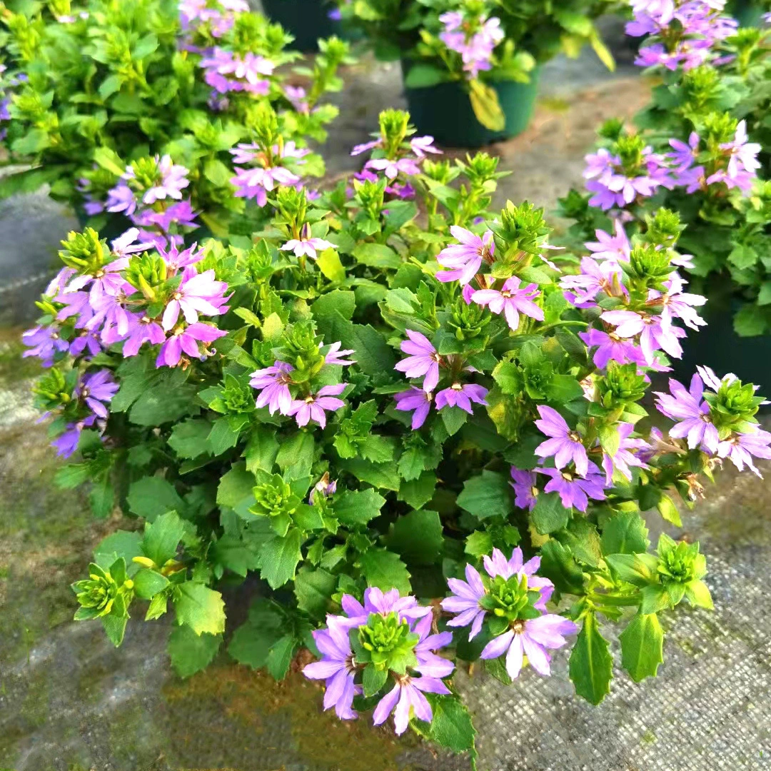 Caohaitong фиолетовый веер цветок в горшке подвесной цветок в горшке балкон двор Многолетние цветы большое количество вечнозеленых растений база прямые волосы