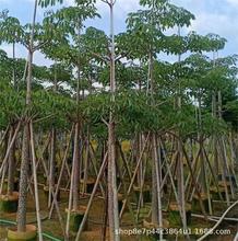 ����ľ�ޘ�V��ľ�ޘ�Ӣ�ۘ�t�����l5-80����