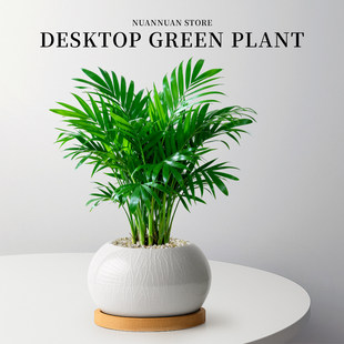 ���FҬ�ӾGֲɢβ�����������҃ȿ͏d���B��ֲ�ﻨ����ؔ��լ�ļ�
