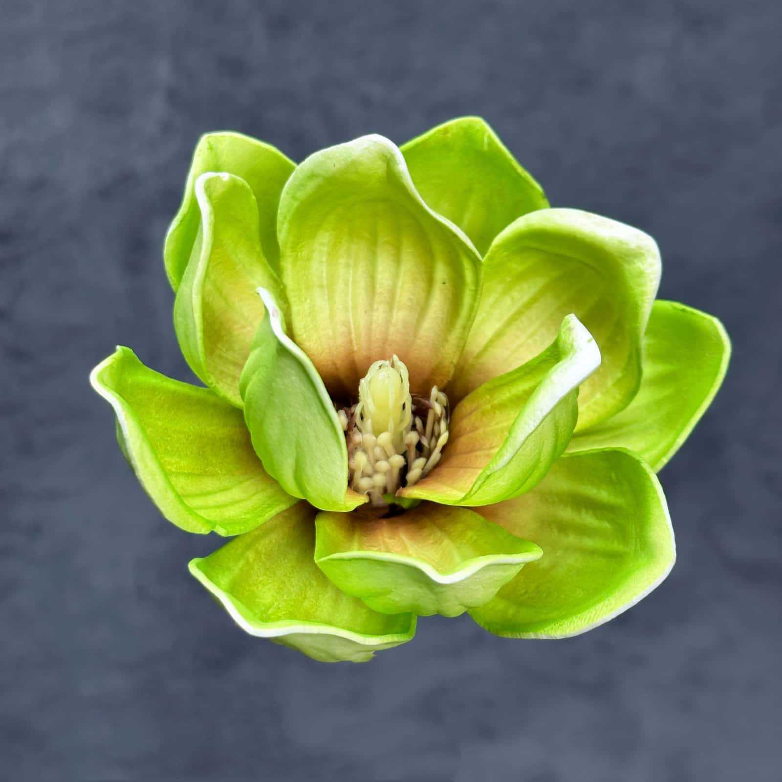 Flor de simulación transfronteriza EVA cabeza de magnolia 13cm tacto tocado kapok decoración decoración decoración flor falsa al por mayor