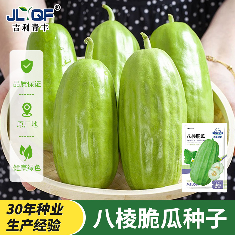 八棱脆瓜种子种籽四季秋冬季瓜种爽口高产菜瓜烧瓜阳台农家蔬菜孑
