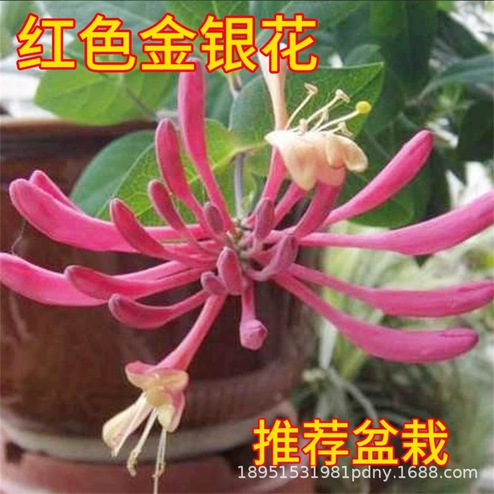 Рассада жимолости старого ворса в горшке Виноградная лоза сад наземный Альпинизм цветочное растение цветение съедобное Морозостойкое