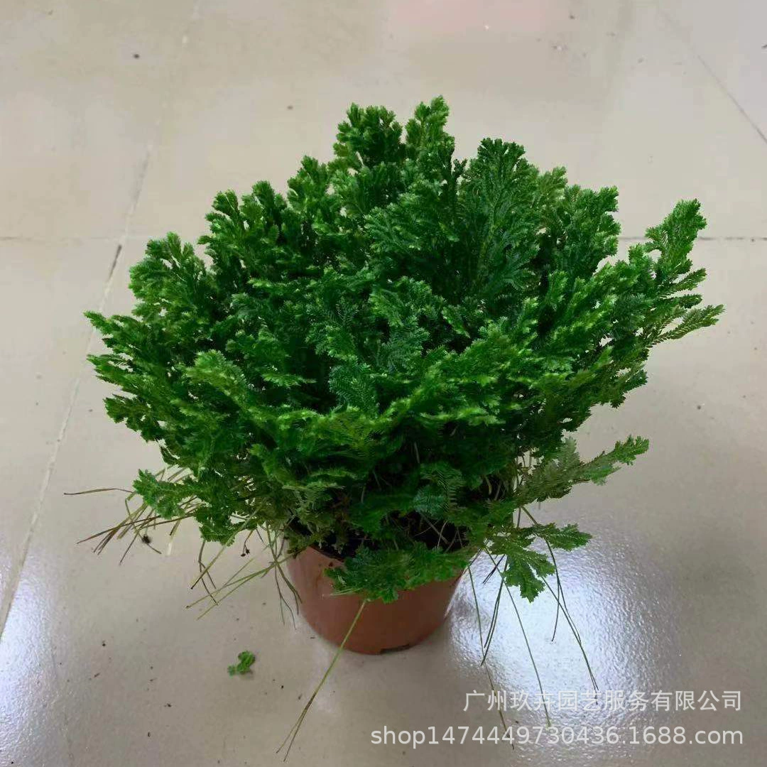 Selaginella лиственное растение маленькая горшечная гостиная балкон офис Рабочий стол маленький горшечный горшок