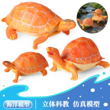 仿真野生动物模型皖西黄缘白化龟乌龟陆龟鳄龟海龟儿童玩具摆件