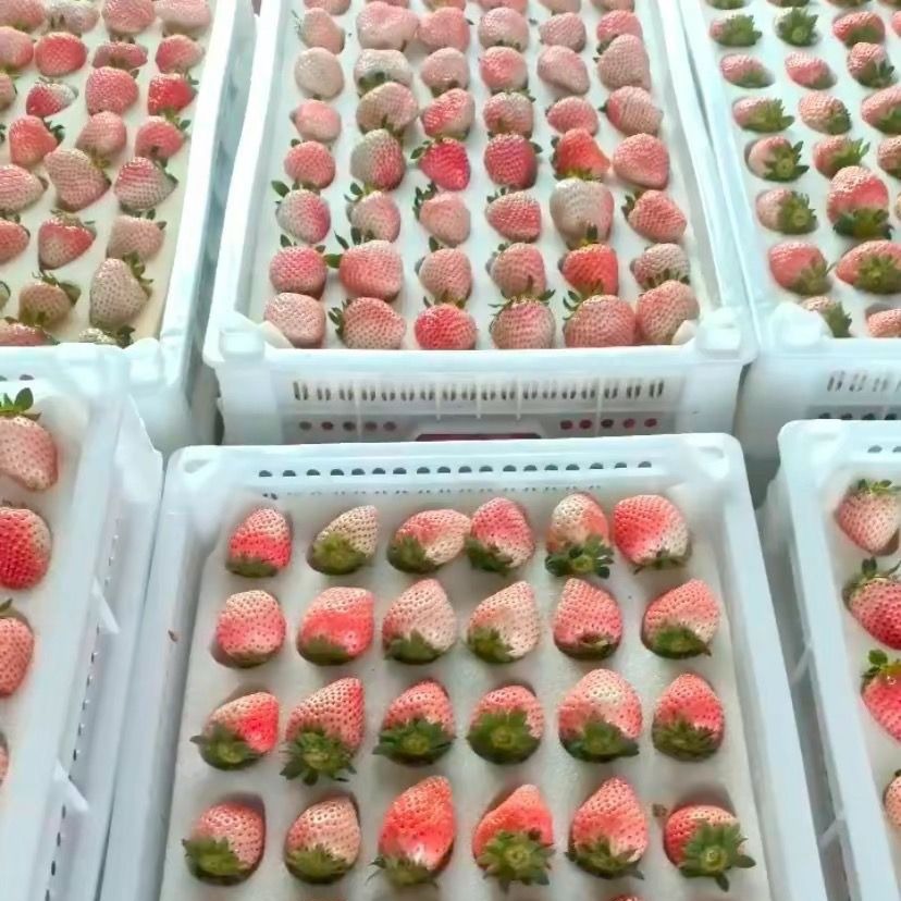 草莓托海绵包装/草莓托海绵内托/草莓托海绵内衬/草莓托海绵衬垫