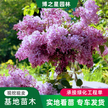 ���㻨�����l�G����ľͥԺ�^�p��ζ����׶���������ԅ��������