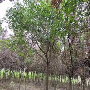 �ߗUŮؑ ��܊�� �������IŮؑ ��Ϟ�䡢���ࡢϞ�䡢Ů�E���Eľ