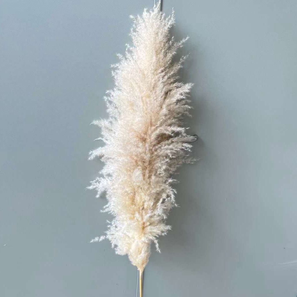 오리지널 컬러(꽃 스파이크 50+)