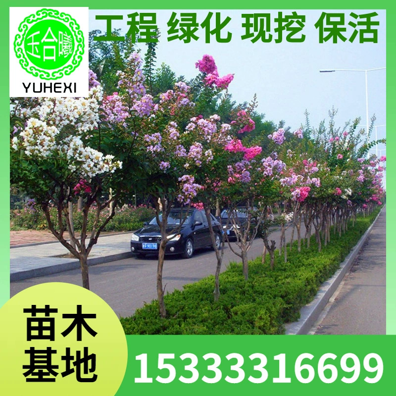 Оптовые рассады магнолии для озеленения двора, красные цветы магнолии, розовые цветы, цветущие в любое время года, посаженные на севере и юге.