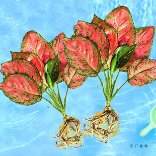 �����t����ʺ�ˮ��ֲ�ﻨ�f��t�~��ˮ�B�҃ȾG�}�j�����׻�����