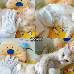 Pet wash glove for dogs, deodorizing and removing odors, cat cleaning, dry cleaning pet supplies, pet wash glove