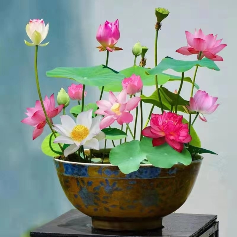 ボウル蓮水耕植物花屋内花は育てやすい四季咲き種子水育て蓮鉢植えリビングルーム睡眠国|undefined