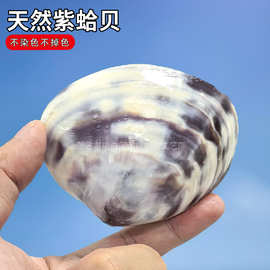 贝壳海螺鹅蛋紫贝橱窗设计装饰鱼缸造景寄居蟹盆创意礼物居家海洋