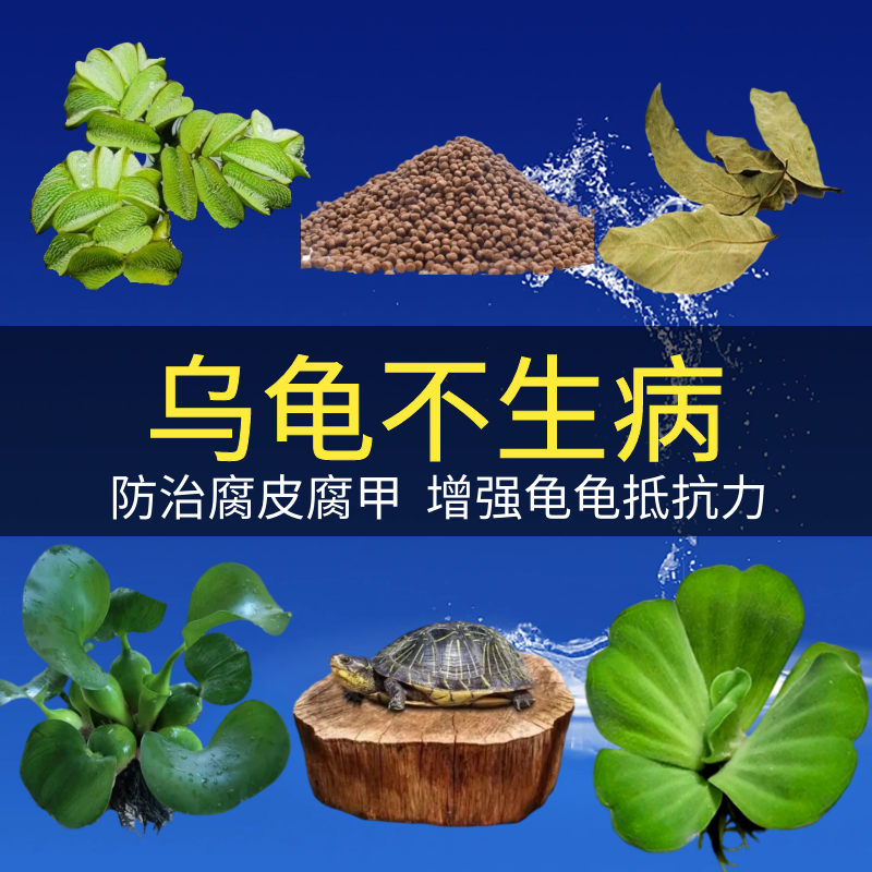 乌龟缸养龟专用龙眼木造景装饰水草用品治疗绿物乌龟晒台植物万桃