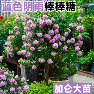 �{ɫ���������¼���֭�̨�Ϙ����⻨������õ�廨���粻����