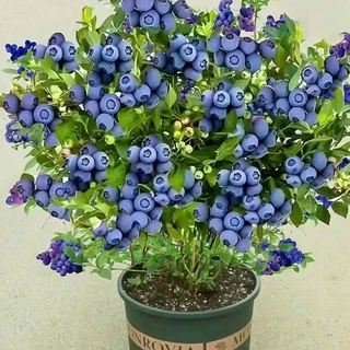 大果蓝莓树苗盆栽地栽果树苗蓝莓南北方种植阳台庭院种植当年结果