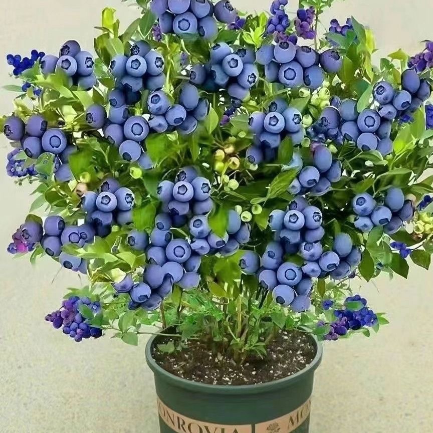 大果蓝莓树苗盆栽地栽果树苗蓝莓南北方种植阳台庭院种植当年结果