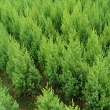 Ȱؘɰؘɰؘ猚ؘ֦֦9