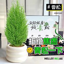 香松放青松绿植放轻松植物好养活四季办公室桌面工位绿植室内盆栽
