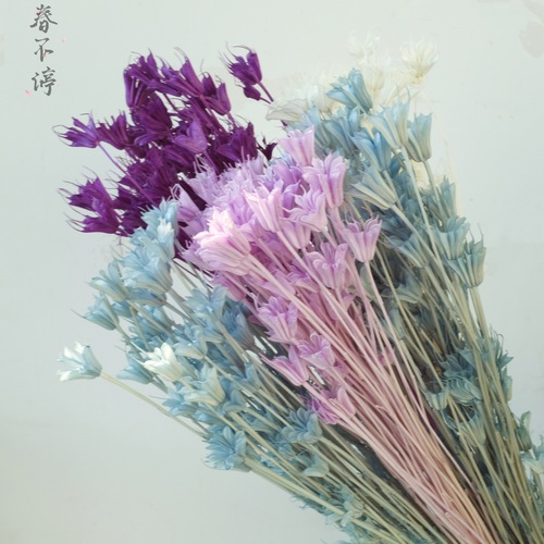 干花八角花厂家批发八角花干花永生花花束家居装饰花束礼盒配材