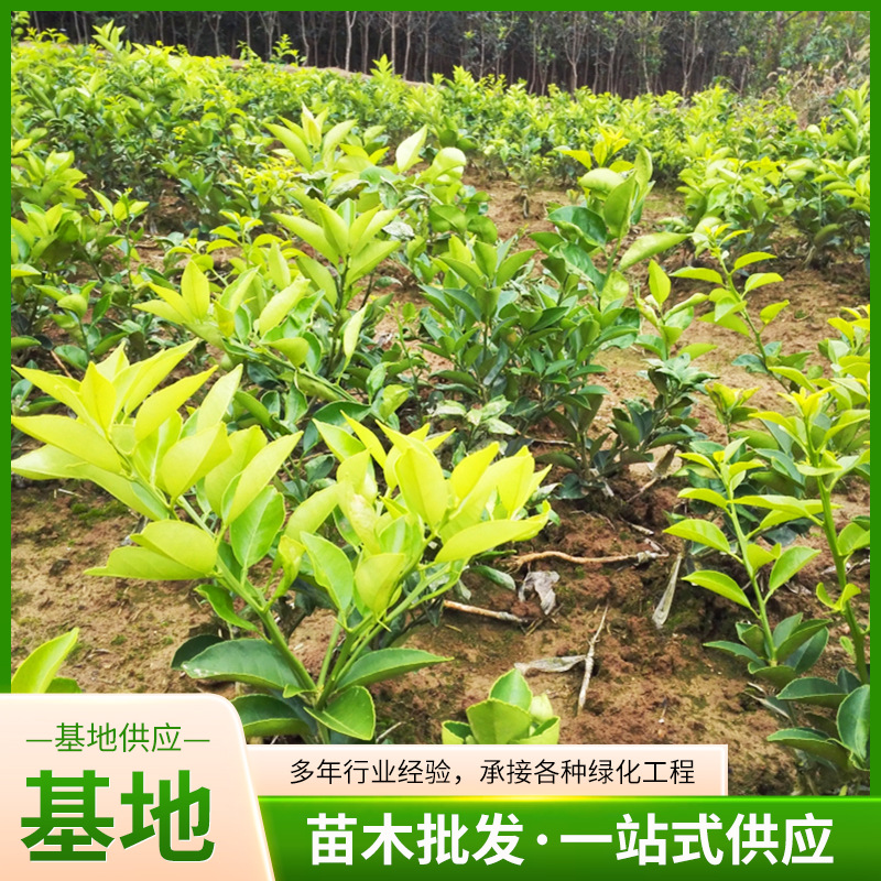 基地种植 柑橘苗 桔苗 国庆一号  果树苗 橘子树苗盆栽蜜桔