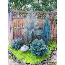 �{���ؘ����{ɫ���ÂȰ��}�Q�����Ի��@�ļ����G�~�����ǻ��Rֲ��