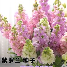 �ͺ��͟����_�m�N���ļ��������҃��̨���ԾGֲ�׷N���ܷN�ӻ���