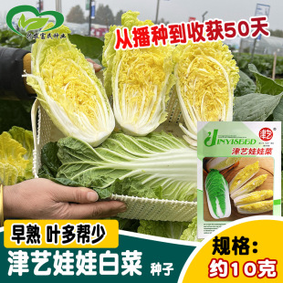��ˇ���޲˷N�� �����S�����޲��Ϝ��̰ײ˷N��50�����޲�