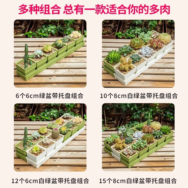 樹脂多肉植木鉢大口径小白角コンビネーション台座付きトレープラスチック通気植物専用根付き鉢|undefined